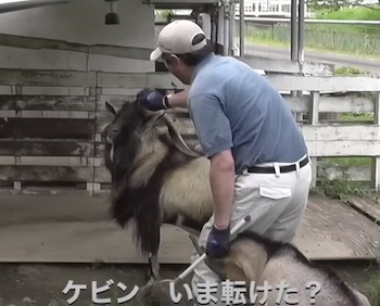 榛葉賀津也とヤギのケビン